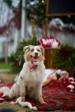 Bandanka dla psa Czerwony - obrazek 3