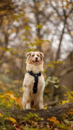 Szelki taktyczne IronHarness Czarny - obrazek 10