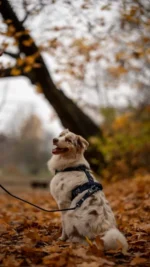 Szelki taktyczne IronHarness Czarny - obrazek 11