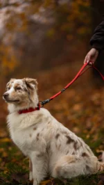 Smycz przepinana IronLeash Miętowy - obrazek 9