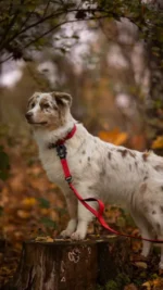 Smycz przepinana IronLeash Miętowy - obrazek 10