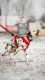 Szelki taktyczne IronHarness Czarny - obrazek 12