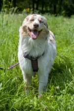 Szelki taktyczne IronHarness Czarny - obrazek 9