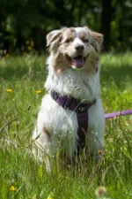 Szelki taktyczne IronHarness Czarny - obrazek 8