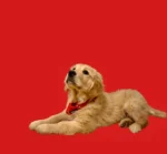 Bandanka dla psa Czerwony - obrazek 4